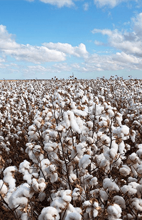 Responsible Organic Sourcing