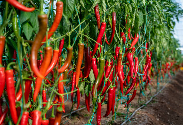 Chilli