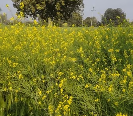 Mustard