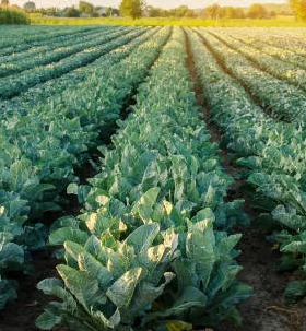 Vegetables