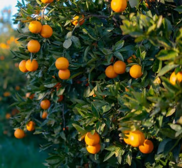 Orchards