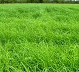 Rhode Grass