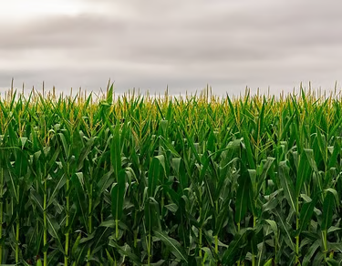 Maize