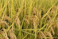 Wheat