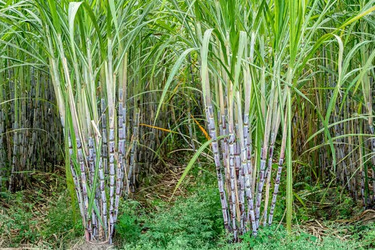 Sugar Cane