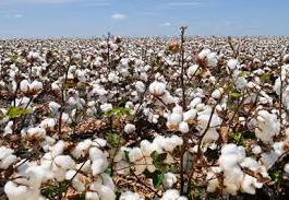 Cotton