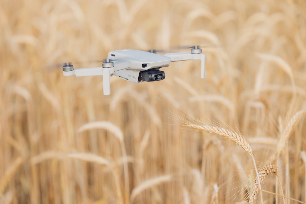 Drone flying over a wheat field