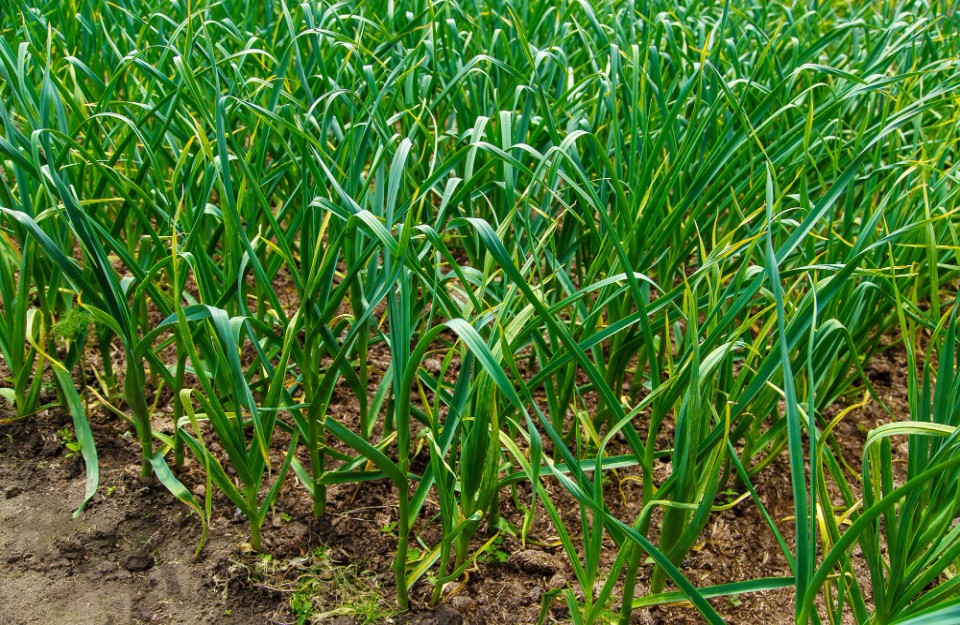 Garlic